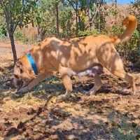 ماده سرابی اصیل|سگ|فردیس, شهرک شهید حسینی|دیوار