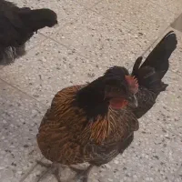 ۱ عددمرغ رسمی تخم گذار