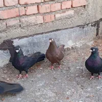 صرب کوزو لوکس|پرنده|لیلان, |دیوار