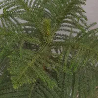 کاج مطبق|گل و گیاه طبیعی|کرج, خرمدشت|دیوار