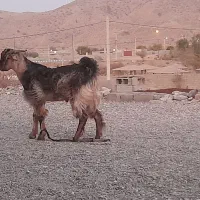 کهره رودان|حیوانات مزرعه|رودان, |دیوار