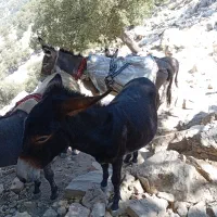 فروش فوری ماخر