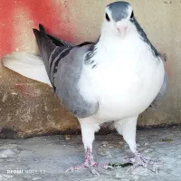 ی بوم واز بومی نروماده بدرنگ|پرنده|اصفهان, شهرستان|دیوار