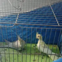 یک جفت عروس هلندی مولد و دو عدد جوجه 6ماهه|پرنده|فلاورجان, |دیوار