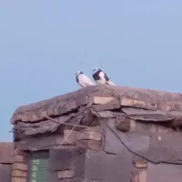 کبوتر خوب|پرنده|گندمان, |دیوار