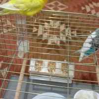 مرغ عشق مولد