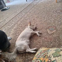 سگ اشپیتز