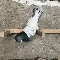 کفتر|پرنده|شیراز, گویم|دیوار