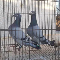 کبوتر آلمانی|پرنده|فاضل آباد, |دیوار