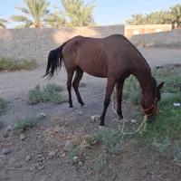 اسب مادیون یکسر خارجی