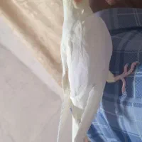 عروس هلندیم گم شده