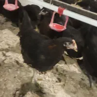 جوجه گلپایگان مرغ خروس سیاه تاقچه 110 روزه جهادی|حیوانات مزرعه|مشهد, ویلاشهر|دیوار