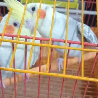 عروس هلندی نروماده