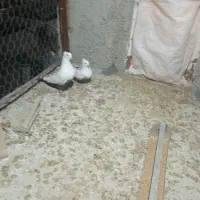 توافوی|حیوانات|مرودشت, فیروزی|دیوار