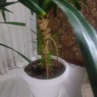 گل و گیاه|گل و گیاه طبیعی|گلبهار, شهر جدید گلبهار|دیوار