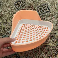 خرگوش|موش و خرگوش|فومن, |دیوار