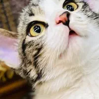 واگذاری رایگان گربه