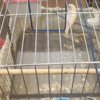 فنچ باقفس   فقط باقفس فروخته میشود|پرنده|شیراز, فرهنگ شهر|دیوار