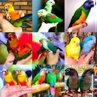 گرینچیک خورشیدی لوری سنگال برزیلی ملنگو شاه طوطی