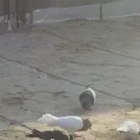 گمشده ایزوگام