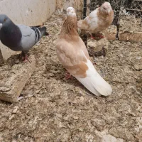 چند عدد کبوتر معاوضه میشود