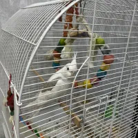 عروس هلندی دوکتی