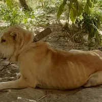 توله افغان نر ۸۰ روزه