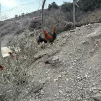 حیوان مزرع خروس|حیوانات مزرعه|رودبار, |دیوار