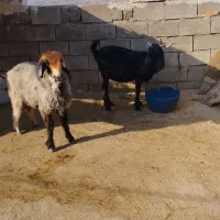 بز با میش فروشی|حیوانات مزرعه|اندیکا, |دیوار