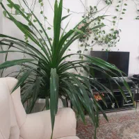 گل طبیعی پاندانوس بلک