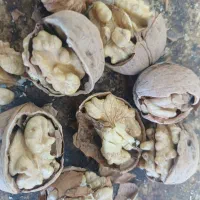 گردو ایرانی یک دست درجه یک