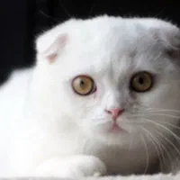 گربه اسکاتیش های زیبا رنگ سفید|گربه|تهران, پونک|دیوار