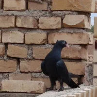 جوجه زاغ چشم ونوک سفیدکاکلی پرپا