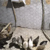 جوجه محلی|حیوانات مزرعه|لیکک, |دیوار