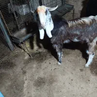 بعده جوون برون