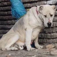 آلابای روسی ماده دمه فحل|سگ|تهران, تهرانپارس شرقی|دیوار