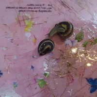 حلزون نر وماده