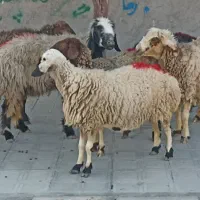 میش آبستن و بزغاله