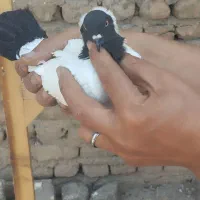 کفتر ،کبوتر ماده پرستویی