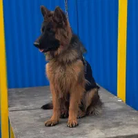 ژرمن شولاین نر 8 ماهه|سگ|شهریار, کهنز|دیوار