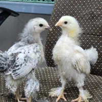 جوجه برهما لایت و پاتریچ اصیل