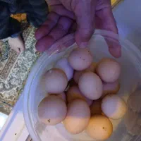 فروش ۶ مرغ و یک خروس محلی