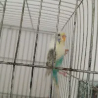 مرغ عشق نر و ماده|پرنده|سنندج, |دیوار