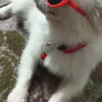 سگ پامرین|سگ|یزد, |دیوار