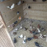 کفتر پرش سنگین تعدادی کفتر پرش سنگین|پرنده|شهریار, ابراهیمآباد|دیوار