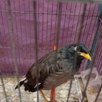 مینا دستی|پرنده|مشهد, امیریه|دیوار