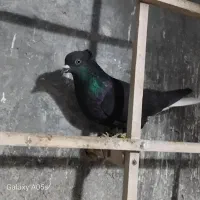 دم سفید صید|پرنده|شیروان (خراسان), |دیوار