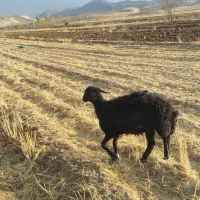 قوچ میش بره|حیوانات مزرعه|الیگودرز, |دیوار