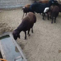 بره قوچ وقوچ قرقزل