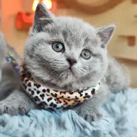 گربه بریتیش بلو اصیل ماده